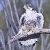 Thumbnail of IMG_rait.jpg