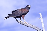 Thumbnail of IMG_rtra.jpg