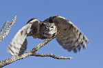 Thumbnail of IMG_shoe.jpg