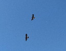 Thumbnail of IMG_shtk.jpg