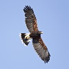 Thumbnail of IMG_soar.jpg