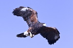 Thumbnail of IMG_swoo.jpg