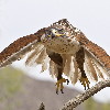 Thumbnail of IMG_tail.jpg