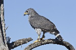 Thumbnail of IMG_trai.jpg