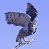 Thumbnail of IMG_turn.jpg