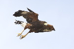 Thumbnail of IMG_umag.jpg