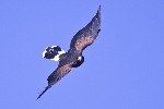 Thumbnail of IMG_woop.jpg