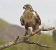 Thumbnail of IMG_yla2.jpg