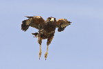 Thumbnail of IMG_yplu.jpg