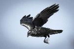 Thumbnail of Raven3-IanCollier.jpg