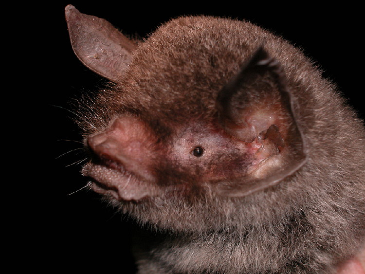 year_of_the_bat_8.jpg