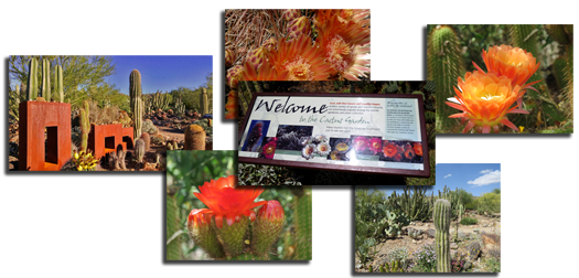 Collage of photos from the cactus garden