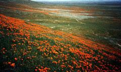 Antelope Valley poppies