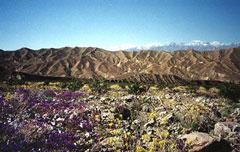 Death Valley purple & yellow