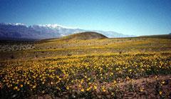 Death Valley sunflowers