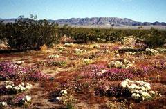Death Valley dune flowers