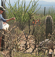 Keeper feeding javelinas