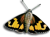Skipper butterfly
