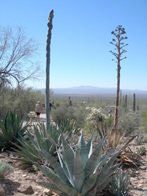 View of Agave Garden