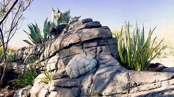 View of Agave Garden