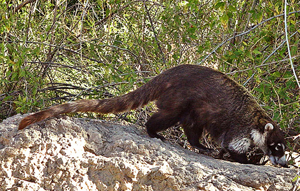 Photo of White-nosed Coati