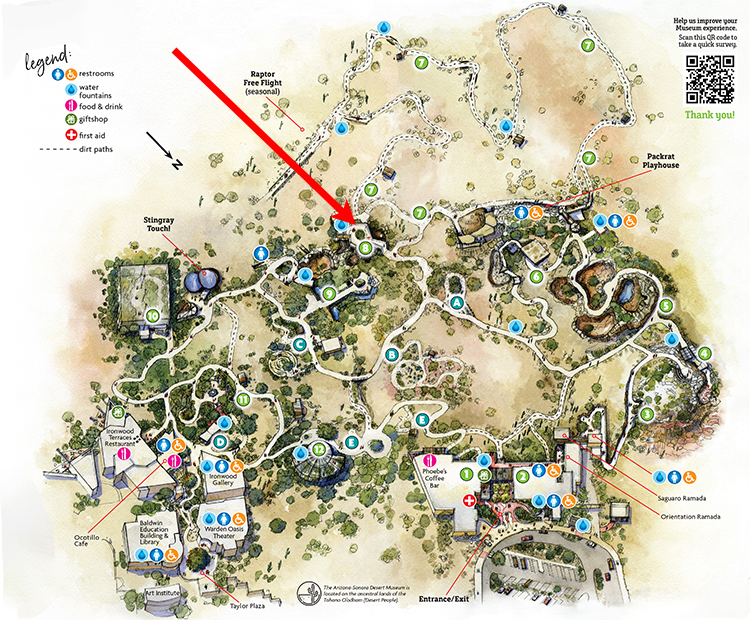 Museum map showing location of White-nosed Coati