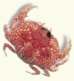 Crab