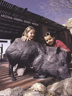 Mark Rossi - Javelinas on the Desert Museum patio