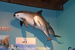 Michael Lee - Endangered Vaquitas - Warden Aquarium - 2014