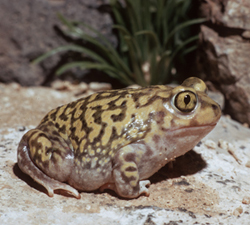 Couch's spadefoot toad