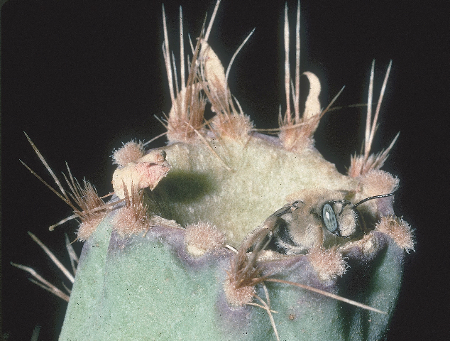 Bee on end of cholla stem