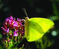 Cloudless Sulfur butterfly enjoys a pink blossom