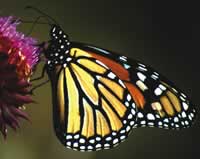 Monarch butterfly alights on a pink blossom