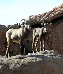 Big Horn Sheep