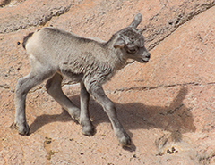 Lamb standing