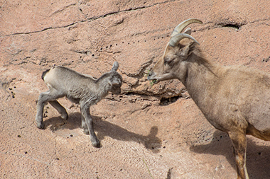 Lamb with mother