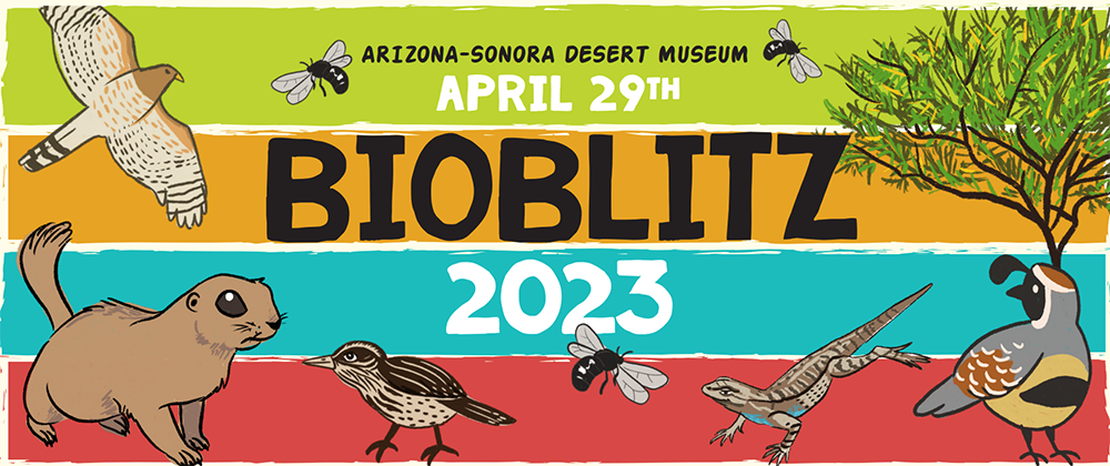 BioBlitz 2023 Graphic Logo with Raptor, Bees, Prairie Dog, Cactus Wren, Lizard, and Quail. Arizona-Sonora Desert Museum BioBlitz on April 29th, 2023.