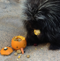 Porcupine with pumpkin