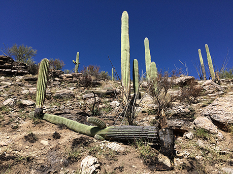 Looking up a saguaro-laden slope, with a bright blue sky above