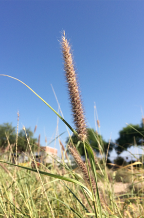 Buffelgrass stalk