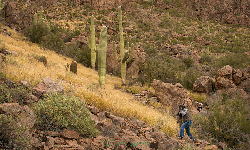 Volunteer removing buffelgrass on a rocky slope, using a pick