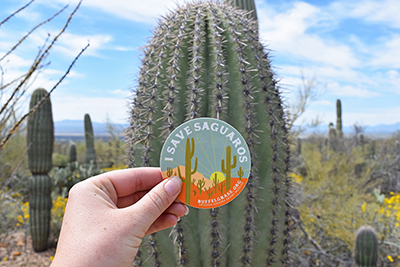 Person holding up a I Save Saguaros sticker in front of a saguaro