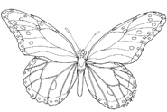 Small image of coloring butterfly