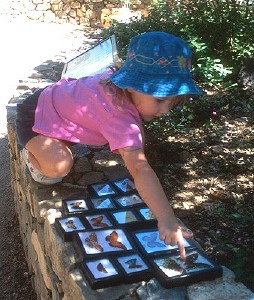 Young child looking at butterfly identification board