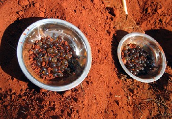 Honey ants