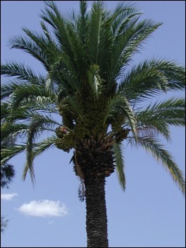 Date Palm, La Misión, Sonora