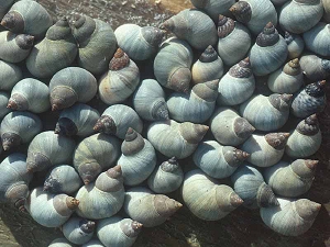 litorina_periwinkles.jpg