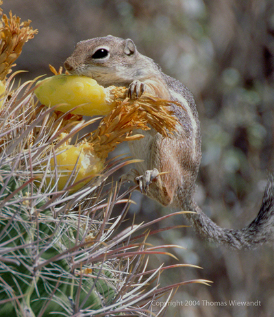 Antelope Squirrel climbing on cholla