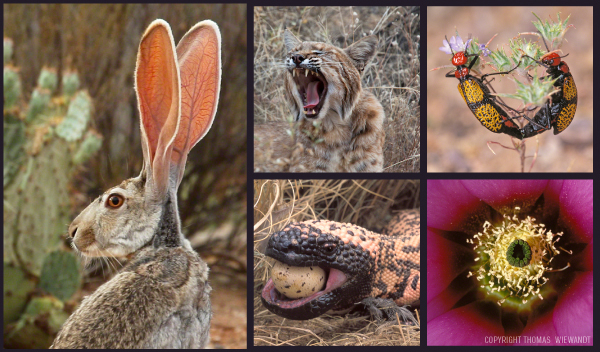 Collage of desert images