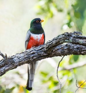 An Elegant Trogon on a branch 